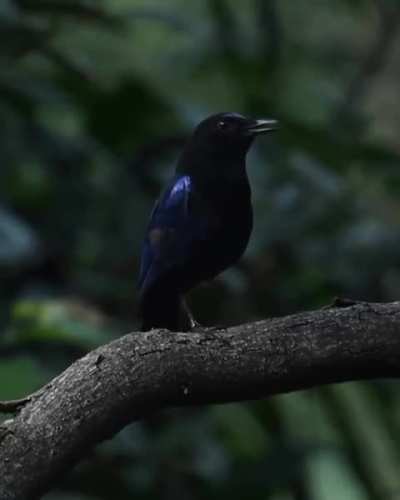 ?This Malabar whistling thrush (Myophonus horsfieldii) is most vocal in the early morning, filling the jungle with its melody