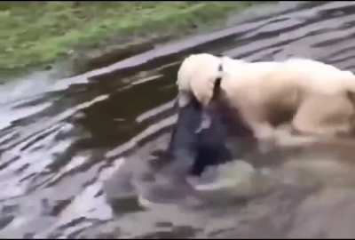 Labranoodling