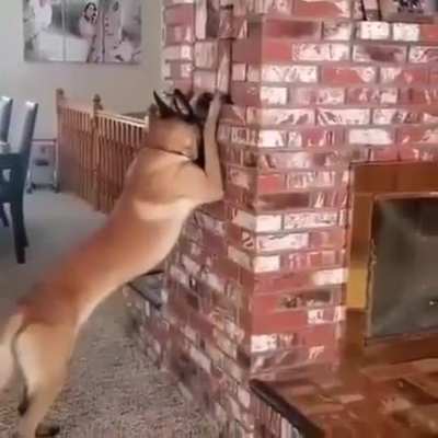 Dog counts, girl hides ???
