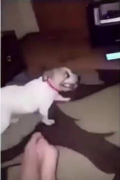 Dog’s sneeze is hysterical ???