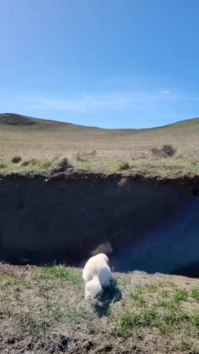 The jump of a lifetime