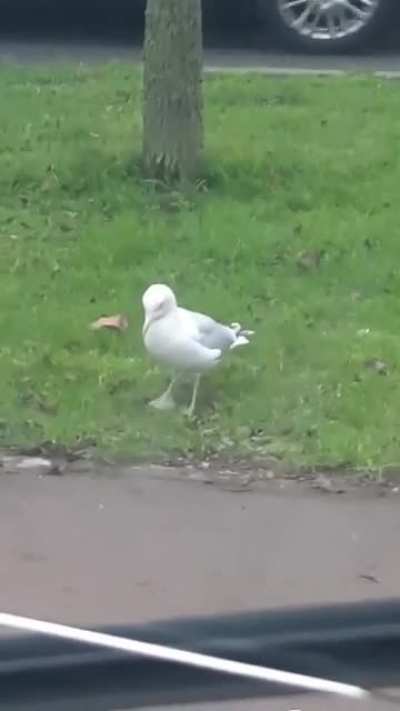 Hardcore Seagull Raving it up ?