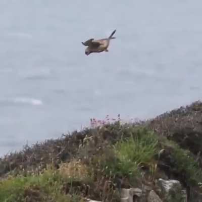 ? Bird just hit the edge of the map