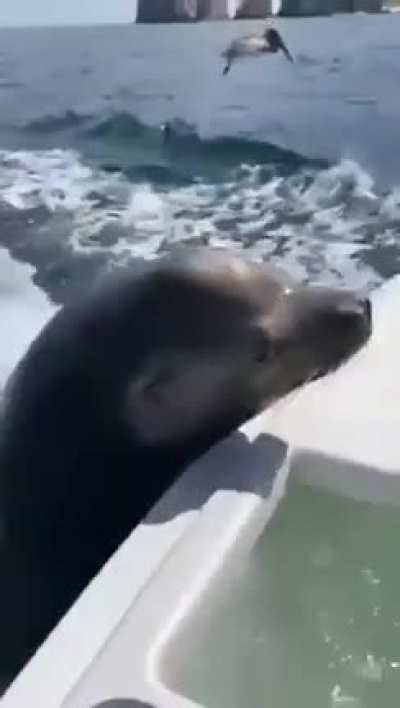 Sea lion interrupted the guy feeding the birds