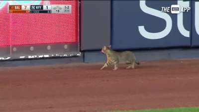 Cat is the perfect athlete. Video Credit: Yes network, I also posted in r/mademesmile