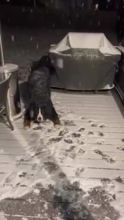 Doggo refuses to come inside when it's snowing.