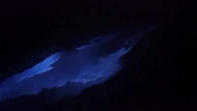 ? dolphins swimming in bioluminescent sea