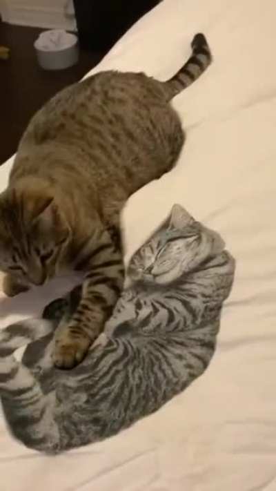 Bamboozled