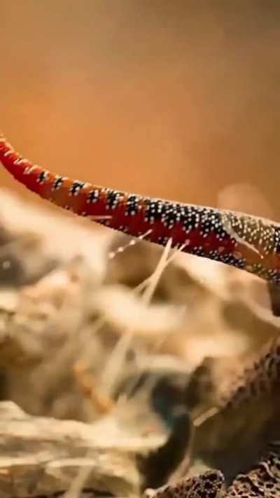 ? A gecko defending itself.
