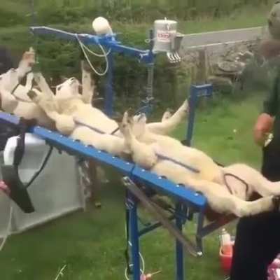 How sheep get vaccinated. The red at the bottom is paint to show who got their ?