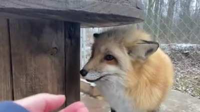 Adorable Talking Fox ?