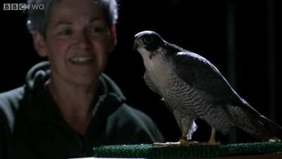 Owls make almost no noise when flying, even when tested in a room with multiple microphones.