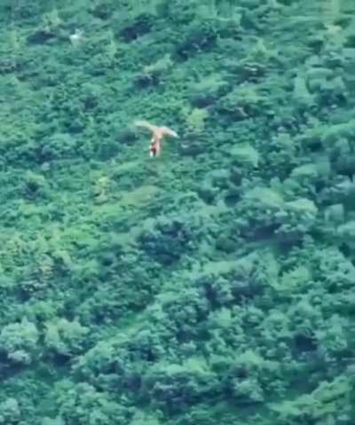 Bird of prey drops dinner mid flight then barrel rolls back to get it.