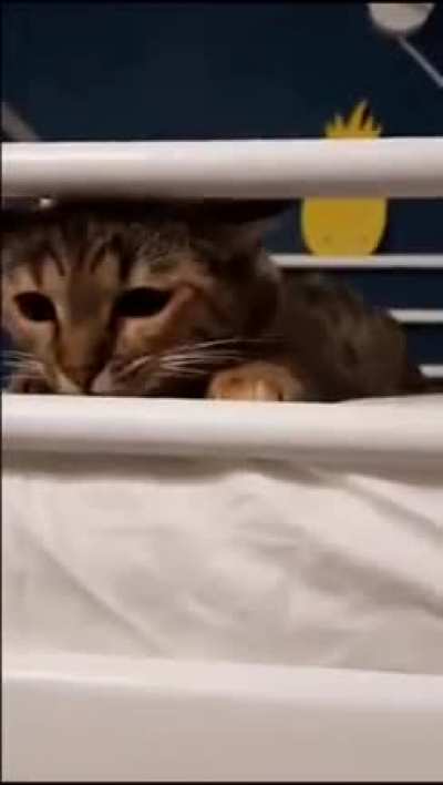 To hunt down a hooman