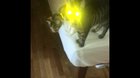 This morning’s breakfast song - with bonus laser eyes
