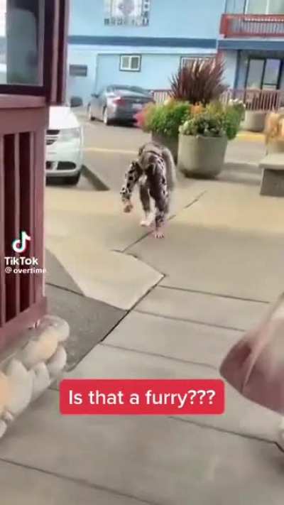 I would kick it to the curb if I saw that running towards me