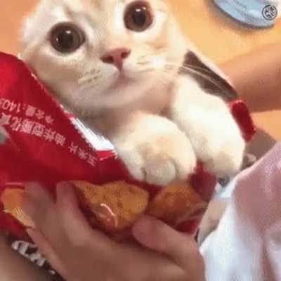 What kind of chips is this