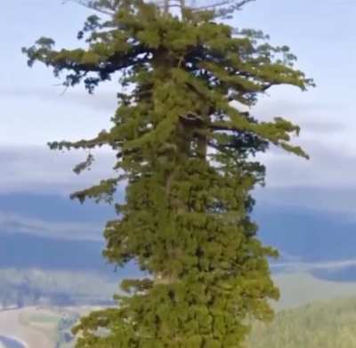 ? Hyperion is a coast redwood in California that is the world's tallest known living tree, measuring 380.3 ft. ?