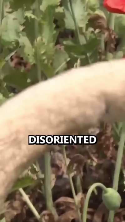 200 Opium addicted Swans