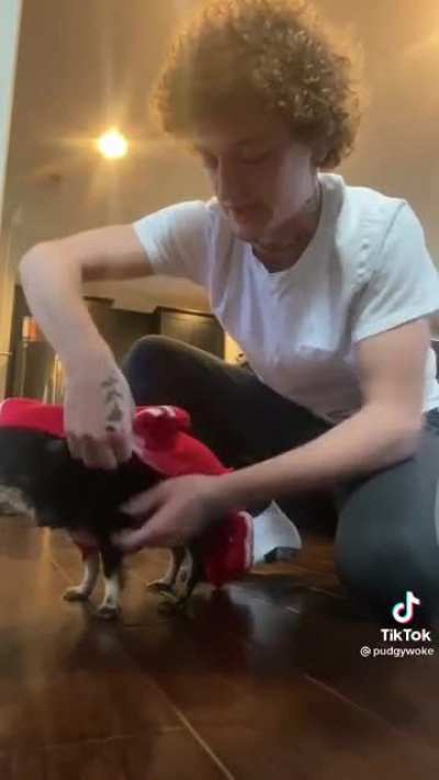 Dressing this cute demon dog "ow ow!"