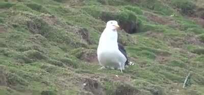 ? this seagull gobbling up the whole rabbit ?