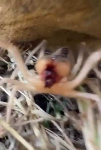 Camel Spiders scream when they are feeling threatened