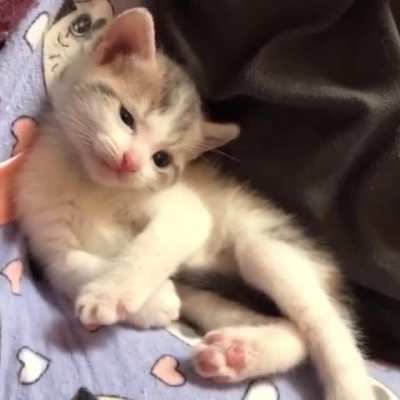 Not my kitty but oh my goodness. ?