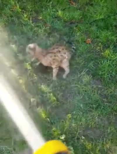I am CatDog