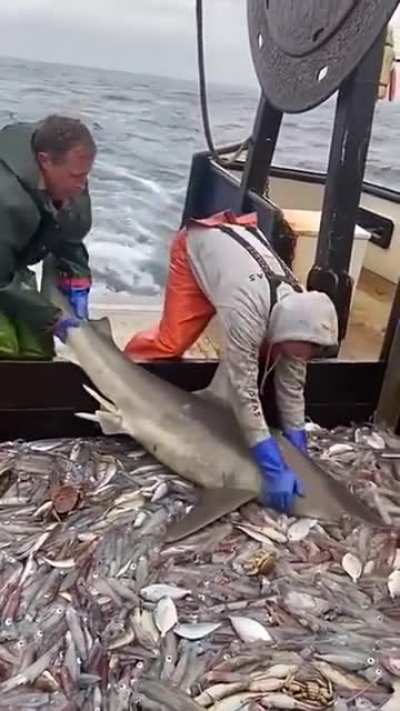 To feast at the fishy banquet