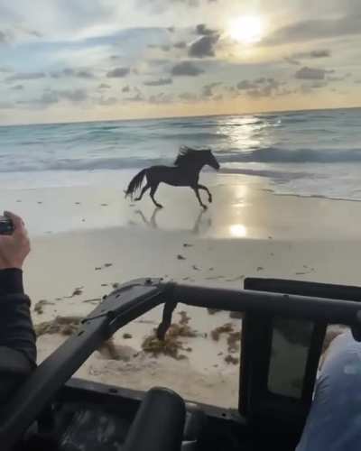 ? Photographer capturing horse galloping along the shoreline