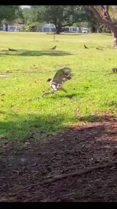 this totally radical hawk