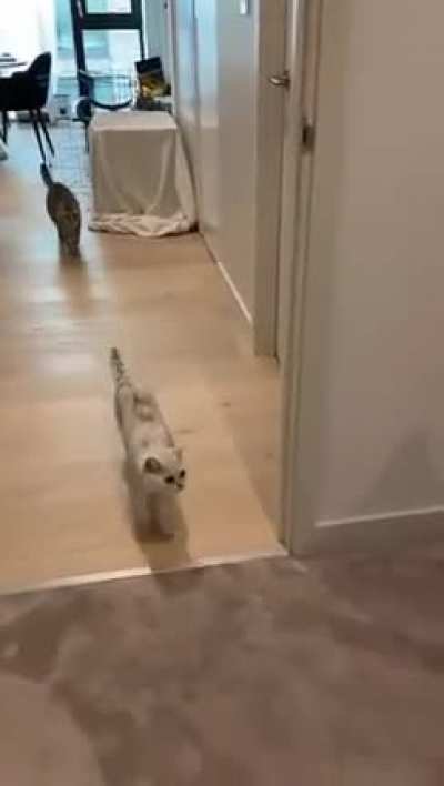 The grey cat didn’t believe the white cat ?