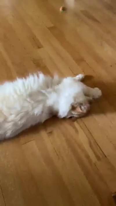 I know videos are always demanding you wait for it, but, wait for it...
