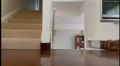 Sneak lvl 100