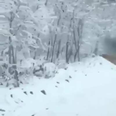 ? Encountering a Siberian Tiger crossing the road