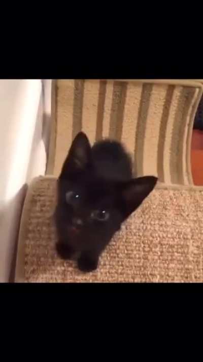 Longest. Meow. Ever.