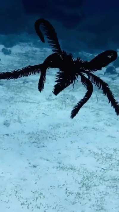 ? Feather Star swimming