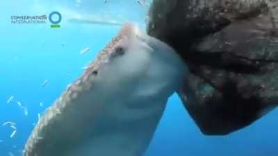 ? Whale shark sucks fish out of hole in fishing net