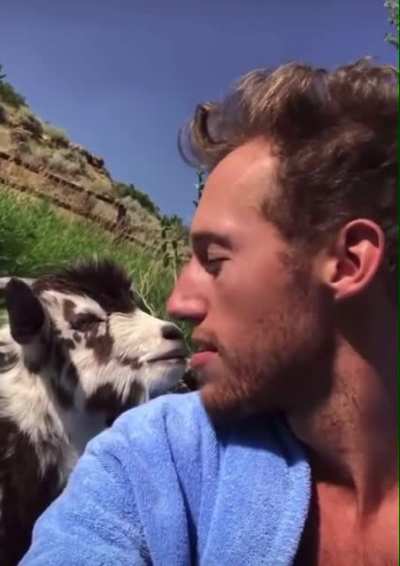 Angry goat screams and spits to human friend