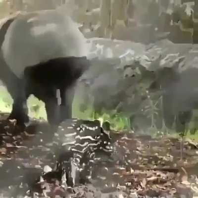 ? An adorable baby Malayan tapir ?