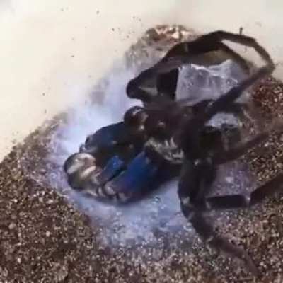? This is what a spider shedding its skin looks like