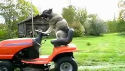 Mowing the lawn