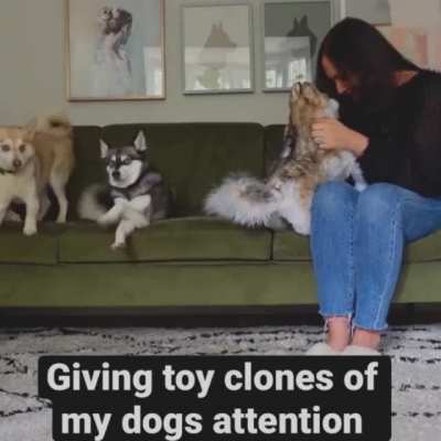 Dog Gets Jealous When Mommy Gives Toy Dogs More Attention! ???