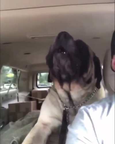 The siren Mastiff