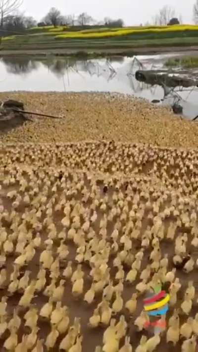Hail Karl king of Ducks
