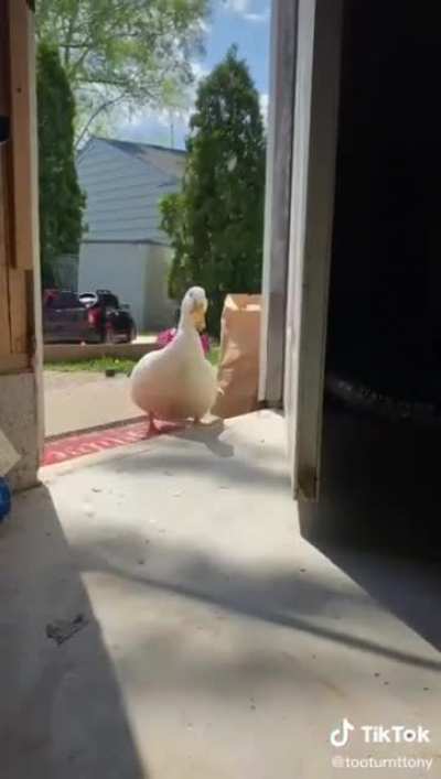 Ducks are hot, aren't they