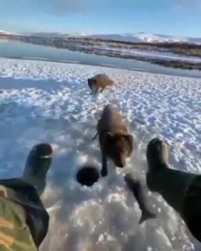 ? Sharing a fish with some foxes