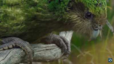 The Kakapo, the world’s only flightless parrot