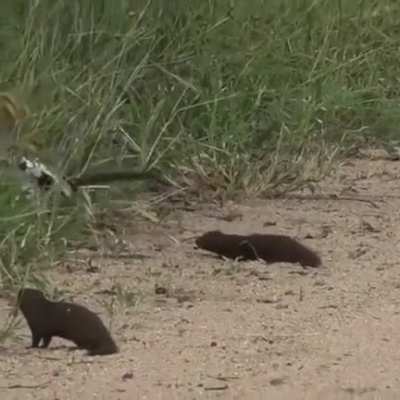 Hilarious dwarf mongoose plays dead for hornbill