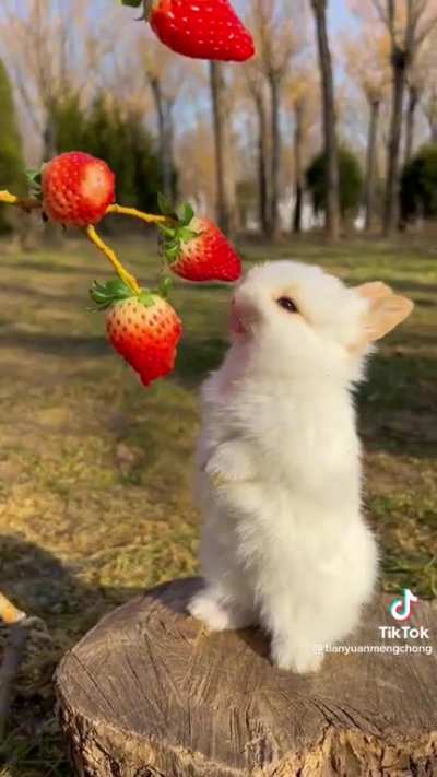 I was unaware such cuteness could exist in this world
